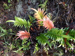 Parablechnum cordatum