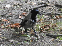 Corvus cornix