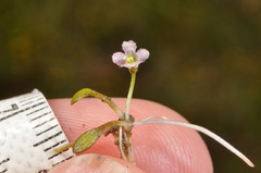 Glossostigma elatinoides