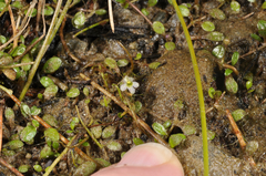 Glossostigma elatinoides