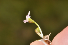Glossostigma elatinoides