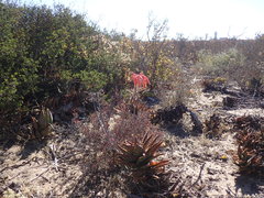 Aloe distans