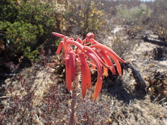 Aloe distans