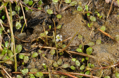 Glossostigma elatinoides