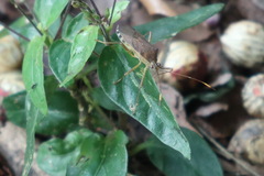 Dasynus cephalotus