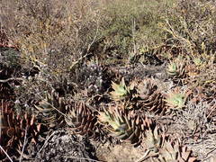 Aloe distans