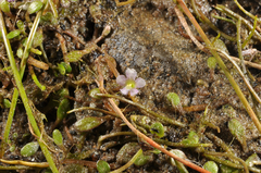 Glossostigma elatinoides