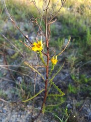 Dysodiopsis tagetoides