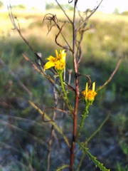 Dysodiopsis tagetoides