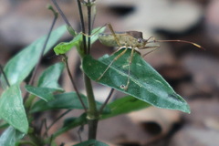 Dasynus cephalotus