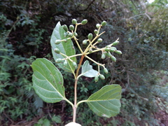 Viburnum tinoides