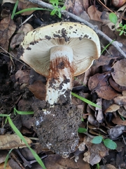 Cortinarius xanthodryophilus