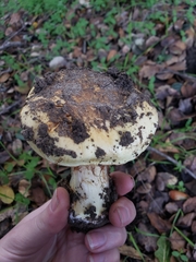 Cortinarius xanthodryophilus