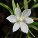 Luzuriaga parviflora - Photo (c) Pieter Pelser, μερικά δικαιώματα διατηρούνται (CC BY), uploaded by Pieter Pelser