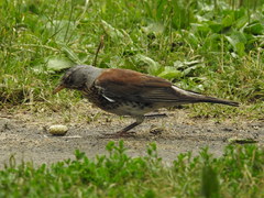 Turdus pilaris