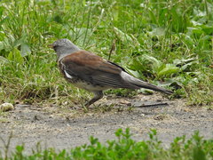 Turdus pilaris