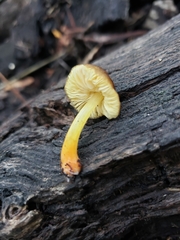 Pluteus romellii