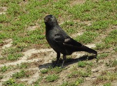 Corvus monedula