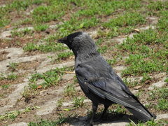 Corvus monedula