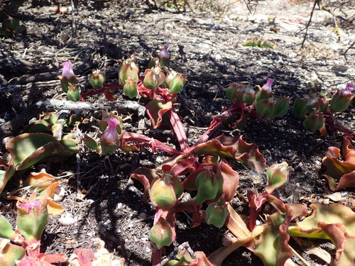 Ice plant (Mesembryanthemum guerichianum)