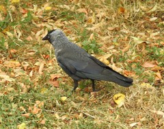 Corvus monedula