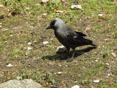 Corvus monedula