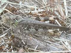Austroicetes