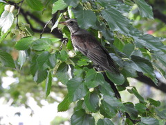 Turdus pilaris