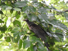 Turdus pilaris