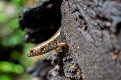 Blue-Speckled Forest-Skink photo 4