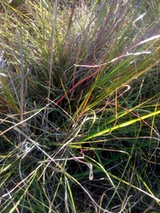Melica racemosa
