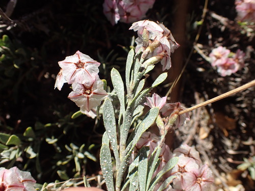 Image of Limonium capense by (c) Mahomed Desai, some rights reserved (CC BY)