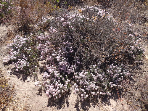 Image of Limonium capense by (c) Mahomed Desai, some rights reserved (CC BY)