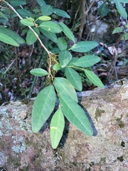 Sebastiania commersoniana