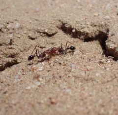 Ocymyrmex barbiger
