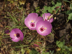 Clarkia arcuata
