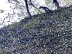 Microgramma squamulosa