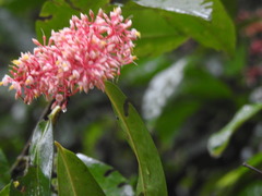 Ardisia compressa