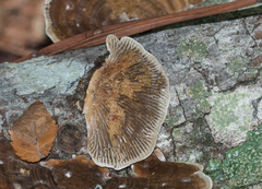 Gloeophyllum striatum