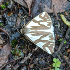 Thalaina inscripta