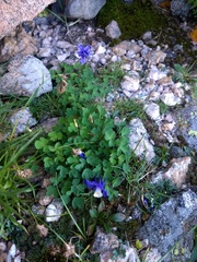 Aquilegia saximontana