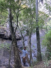 Citharexylum montevidense