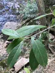 Citharexylum montevidense