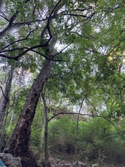 Citharexylum montevidense