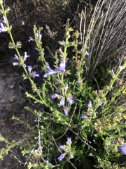 Salvia stenophylla