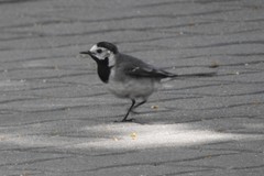 Motacilla alba