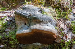 Fomitiporia hartigii