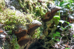 Fomitiporia hartigii