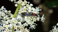 Callimoxys fuscipennis