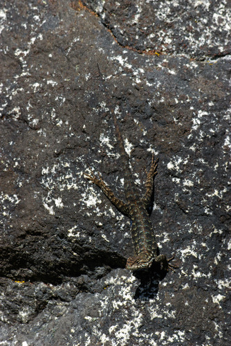 iNaturalist observation photo of San Joaquin Fence Lizard